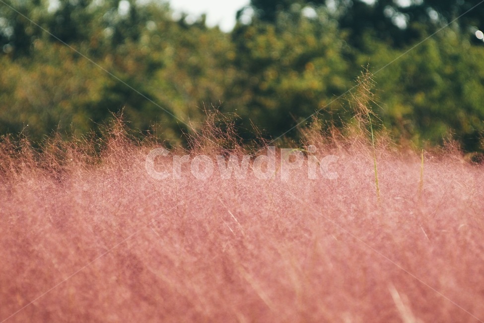 핑크뮬리,식물,꽃,자연,flower,nature,plant,가을,계절,fall,autumn,season,식물,자연,plants,nature