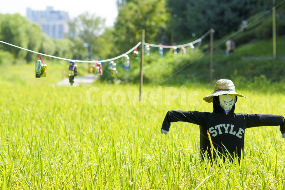 허수아비,여름,벼,벼이삭,농작물,논,시골,마을,풍경,landscape,country,rural,town,산업,industry,industrial,농업,농사,agriculture,farming,farming industry