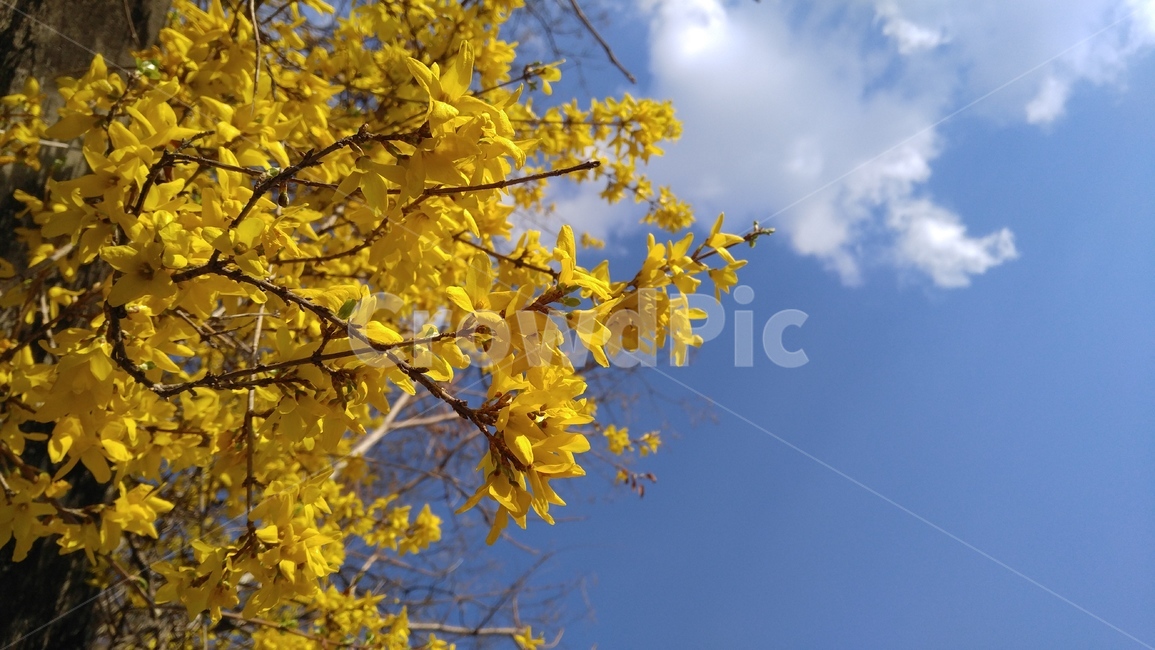 개나리,개나리꽃,노란색,노란꽃,하늘,꽃,블루,나무,forsythia,cannaryflower,yellow,yellowflower,sky,blue,flower,tree,nature,bloom,봄,계절,spring,season,leaf,잎,plant,식물