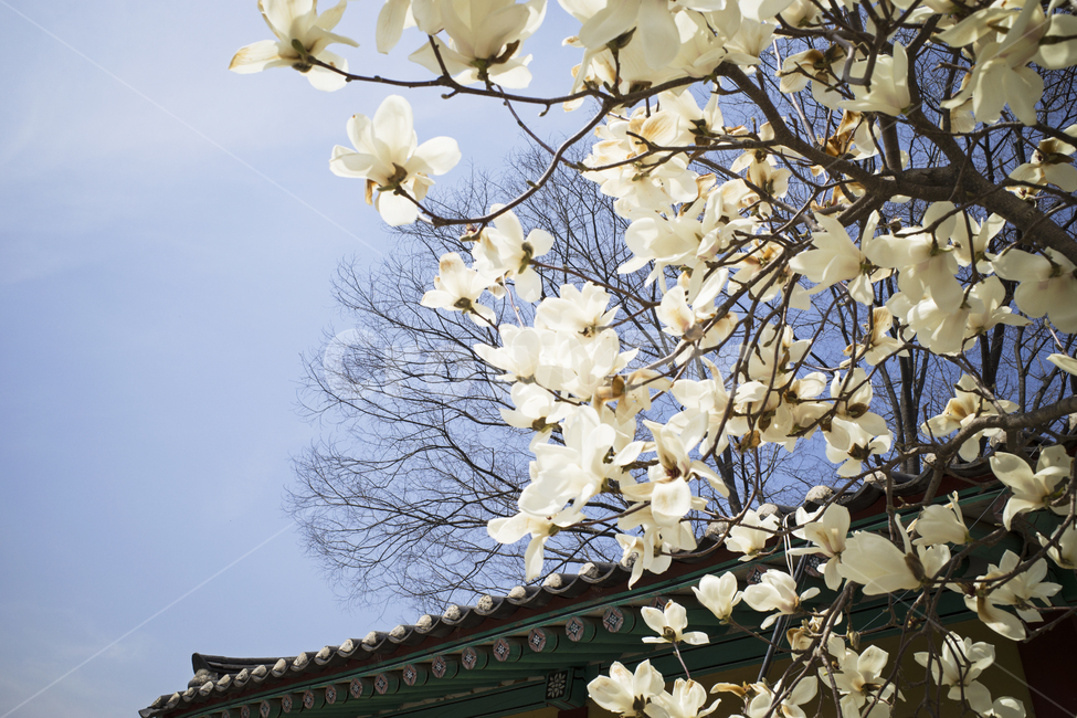 plant,식물,cherryblossom,벚꽃,flower,꽃,blossom,목련,magnolia,봄,spring,fresh,bluesky,korean,oriental,season,nature,tree