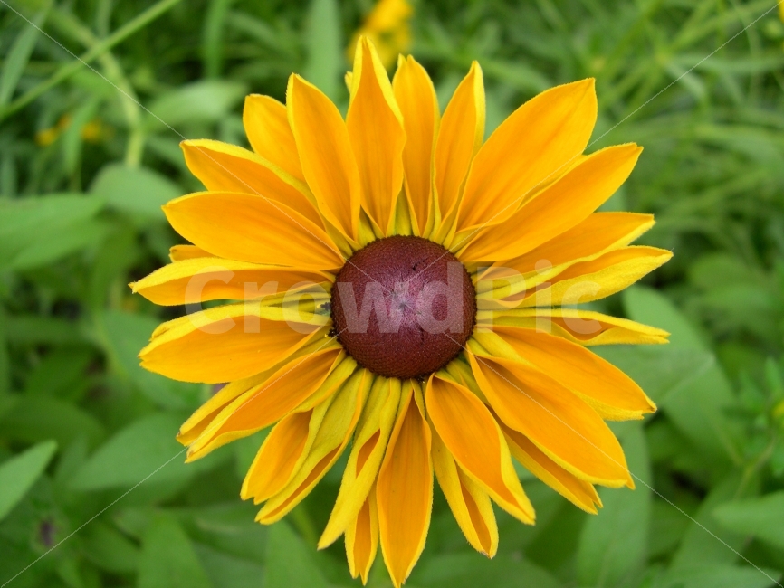 금계국,꽃,식물,플라워,flower,goldencoreopsis,식물,자연,plants,nature,꽃,flower