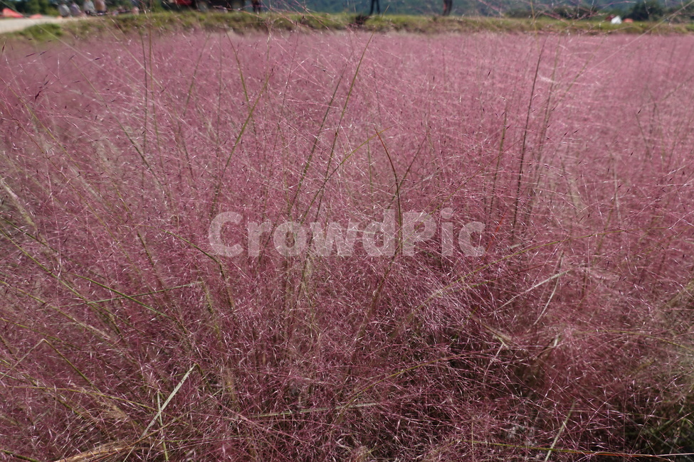 핑크뮬리,꽃밭,분홍꽃,꽃축제,분홍,꽃,가을,계절,fall,autumn,season,plant,식물,grass,잔디