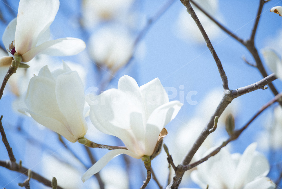 spring flowers,magnolia,white flower,color,magnolia flower