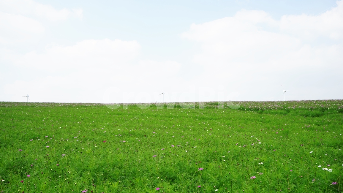 코스모스,야생화,꽃,가을,초원,자연,풍경,nature,landscape,grassland,목초지,outdoors,옥외,field,들,farm,농장,rural,농촌