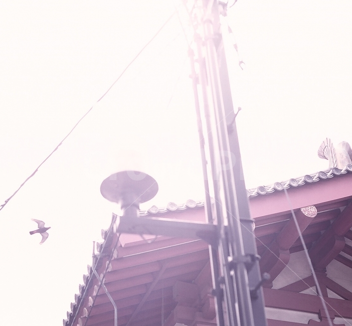 일본,필름,필름카메라,여행,japan,film,filmcamera,agfa,건축물,건물외관,exterior,building,structure,architecture,construction,해외,외국,세계,foreign,oversea,world,동물,animal,조류,새,birds