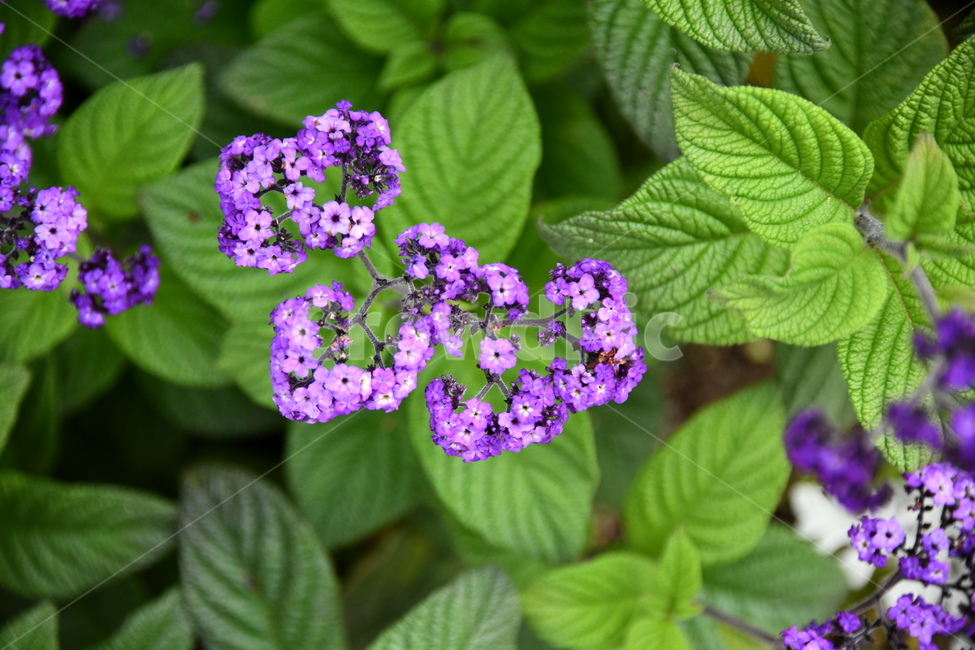 꽃,flower,자연,식물,색상,색깔,감성
