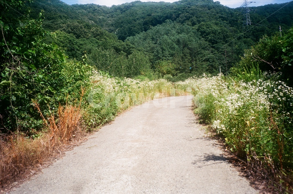 시골,시골길,자연,시골풍경,산책,쉼,휴식,힐링,사람없음,산,풀,들꽃,길,countryside,takeawalk,plants,mountain,wildplants,자연,풍경,nature,landscape,dirt road,흙길,road,도로,gravel,자갈