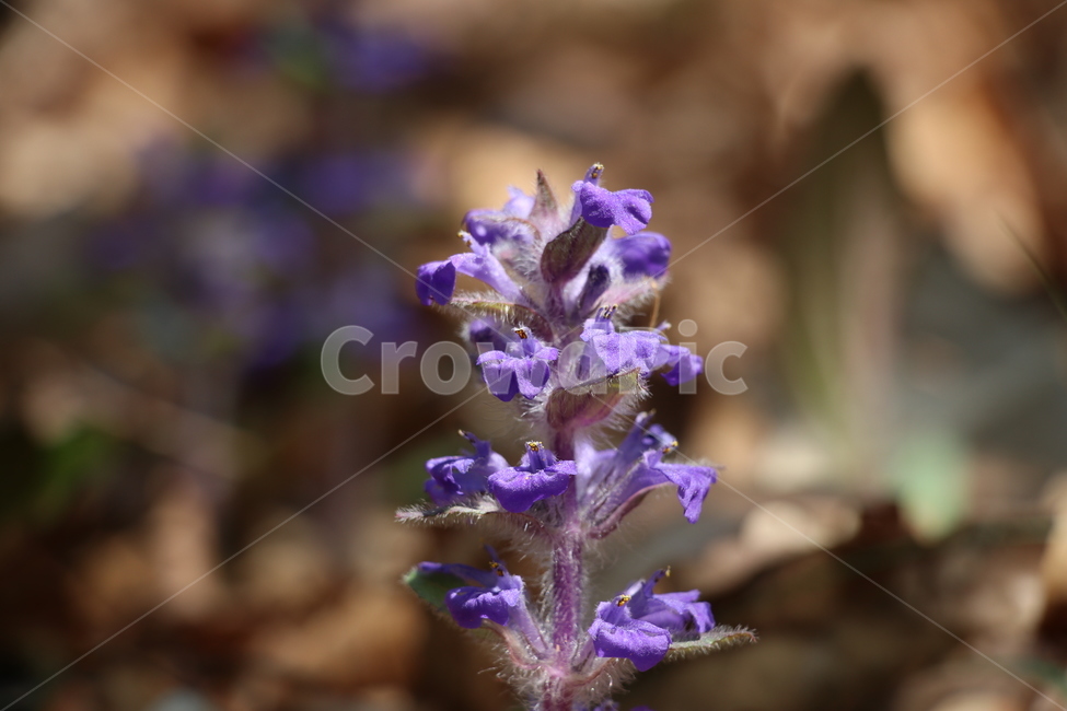 야생화,봄,꽃,wildflower,spring