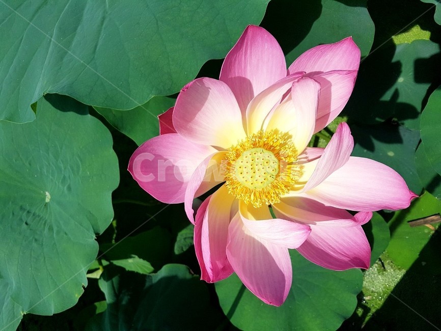 연꽃,flower,꽃,수련,식물