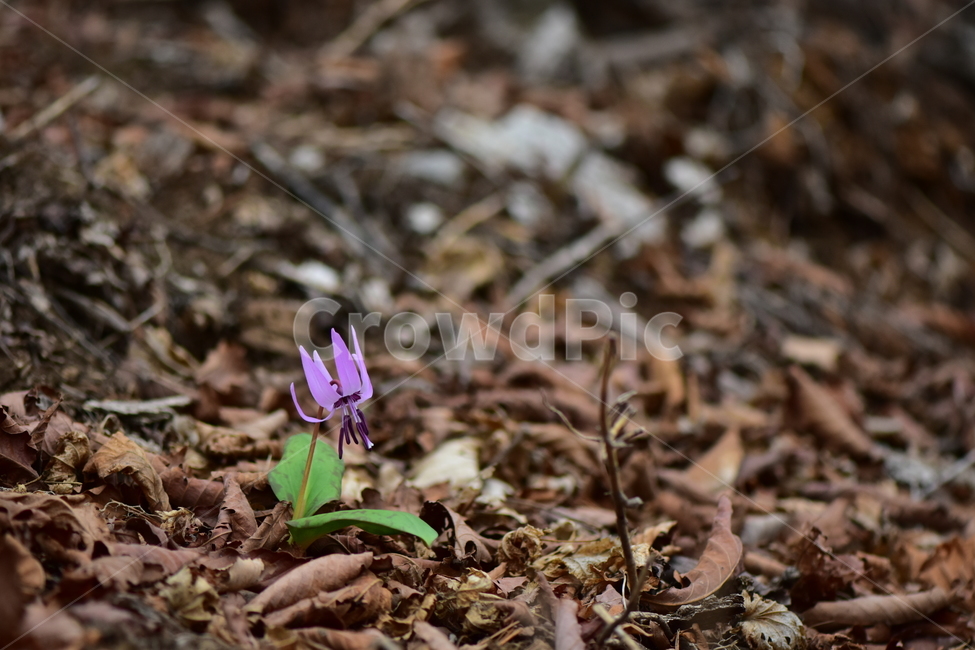 얼레지,야생화,봄,꽃,풀꽃,자연,식물,식생,plants,nature,spring,season,flower