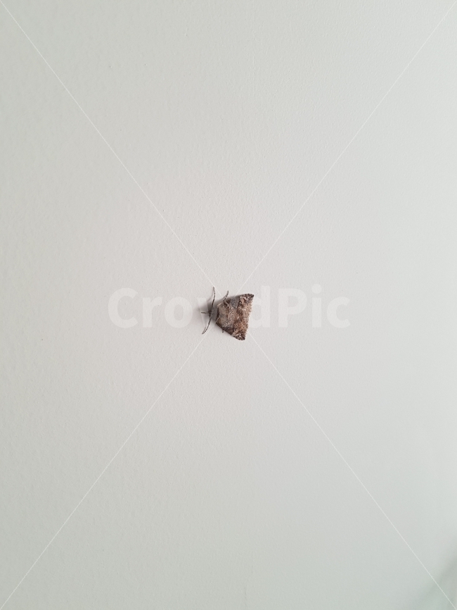 나방,벌레,자연,곤충,동물,동물,animal,곤충,벌레,insect,bug