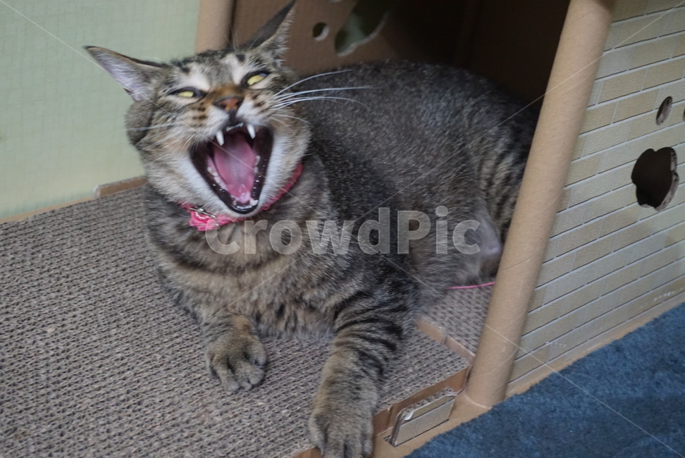 고양이,하품,고양이하품,고등어냥이,하품하는고양이,코리안숏헤어,코숏