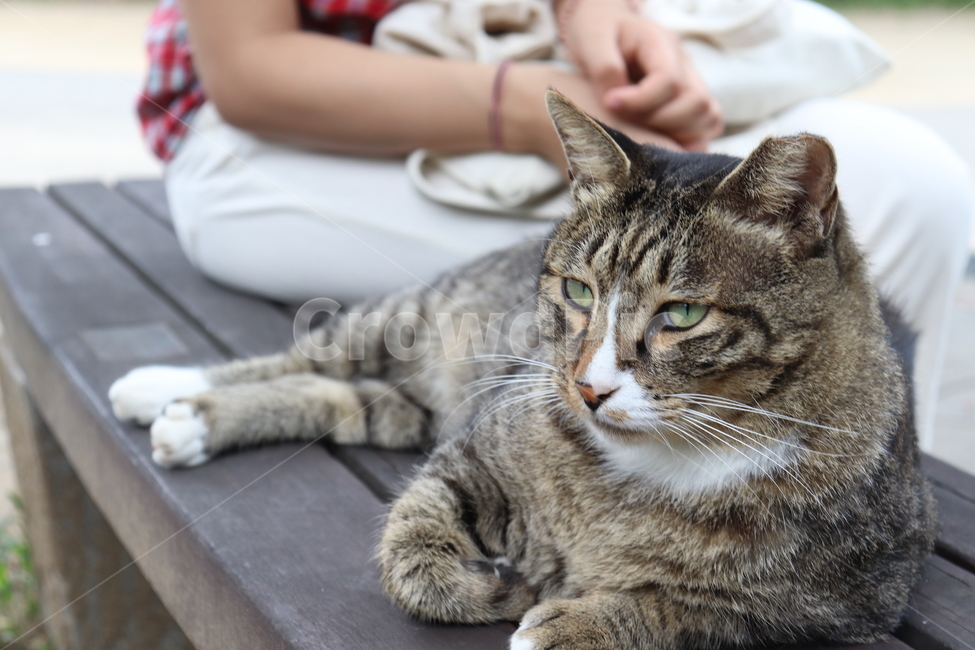 고양이,동물,길고양이,cat,animal,동물,animal,포유류,mammal,고양이,cat,kitten,kitty