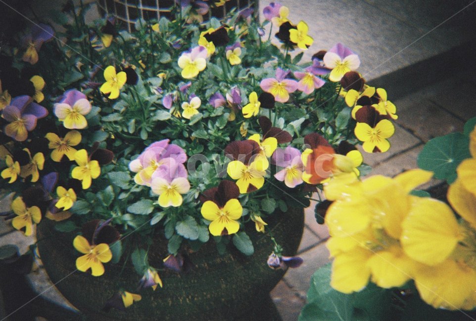 봄꽃,정원,색감,꽃,알록달록,필름사진,flowers,colorful,spring,flimphoto