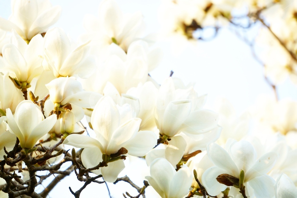 봄,봄꽃,목련,꽃,순백,고귀함,감성,자연,계절,식물,식물,자연,plants,nature,꽃,flower