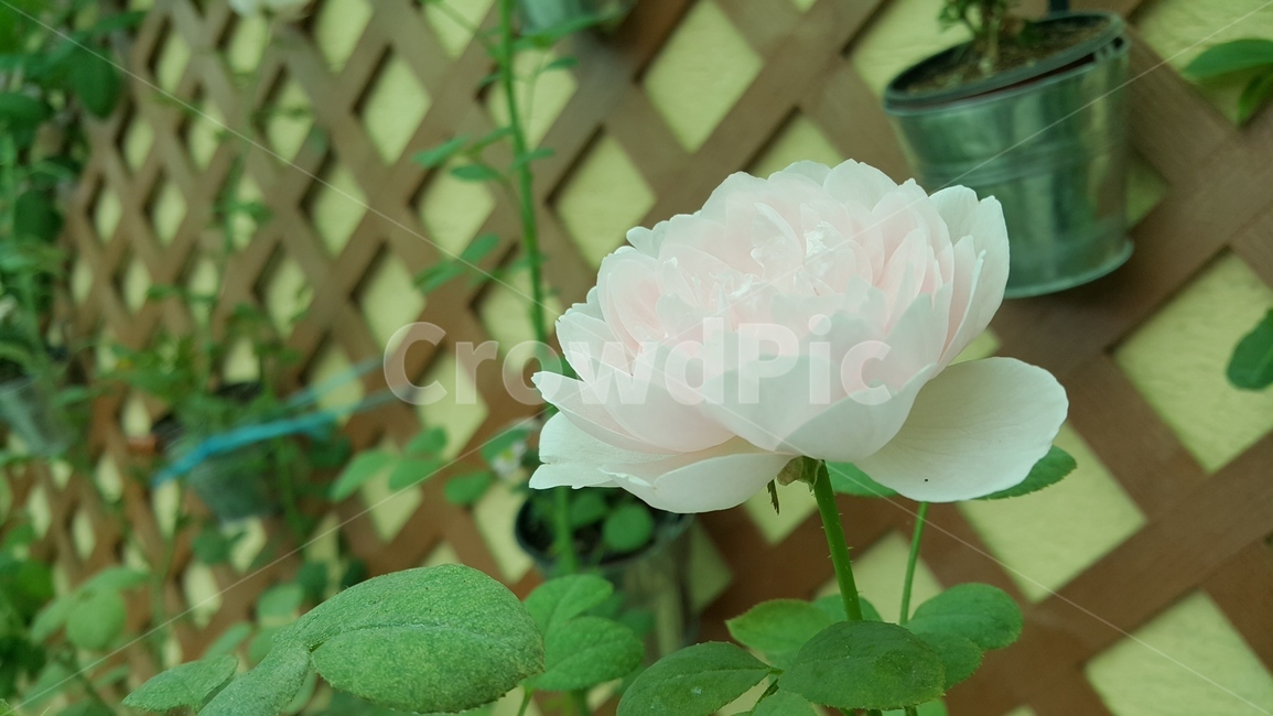 감성,꽃,자연,푸르름,풀,식물,식물,자연,plants,nature,꽃,flower
