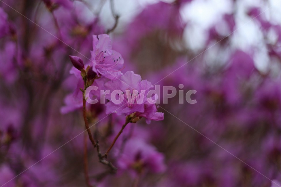 꽃,식물,자연,flower,접사