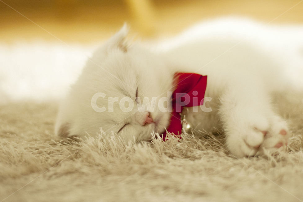 고양이,스코티쉬폴드,흰색고양이,하얀고양이,아기고양이,고양이눈,동물,animal,포유류,mammal,고양이,cat,kitten,kitty