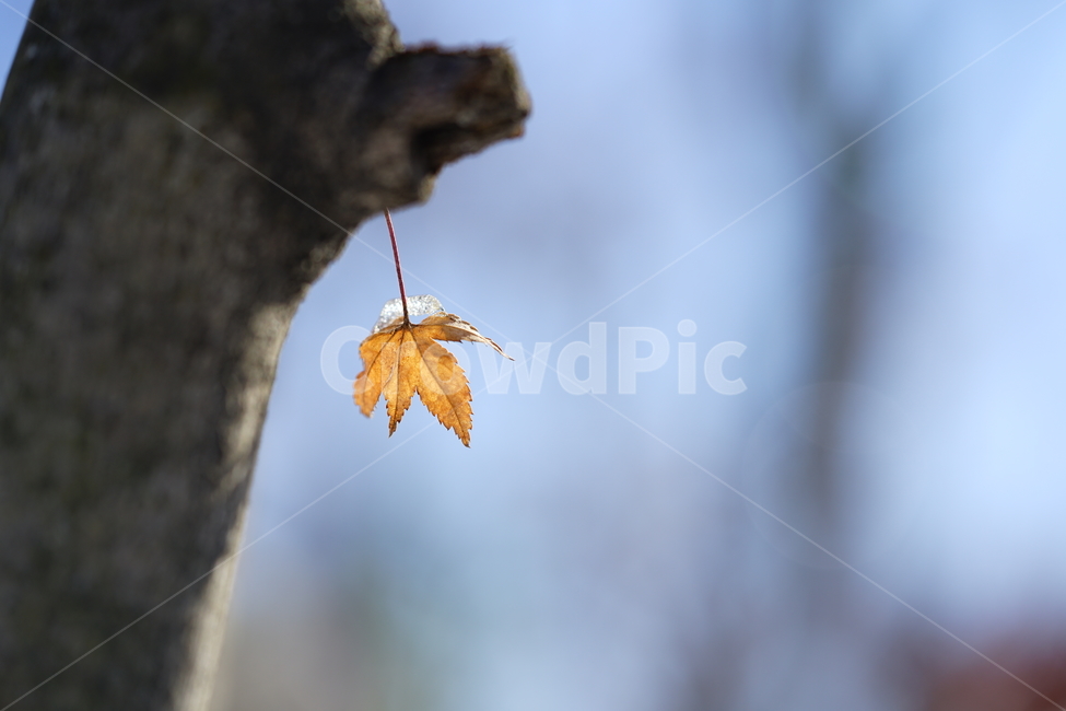 눈,설경,풍경,일상,snow,겨울,계절,추위,겨울이야기,감성,감성사진,날씨,얼음,풍경사진,느낌,감각,겨울,계절,winter,season,식물,자연,plants,nature