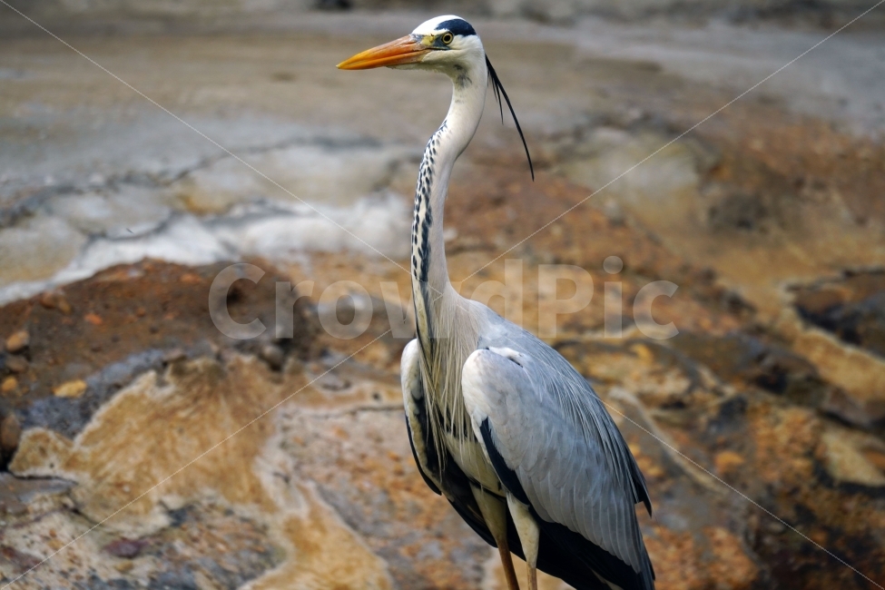 왜가리,새,조류,동물,자연,bird,animal,nature,하늘,동물,animal,조류,새,birds