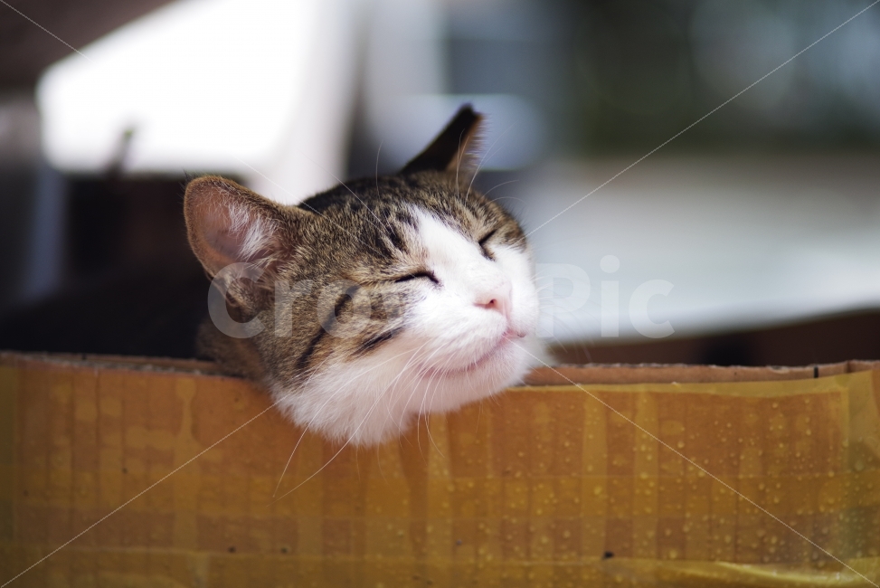 beauty,wild animals,cute,life,kitty,beautiful,kitten,stray cat,pretty photo,street,cat,streetcat,Emotion,straycat,pet,wildcat,wildlife,lovely,stray,natural,nature,wildanimal,Emotional photo,Pets,animal,Wallpapers,wild,adorable