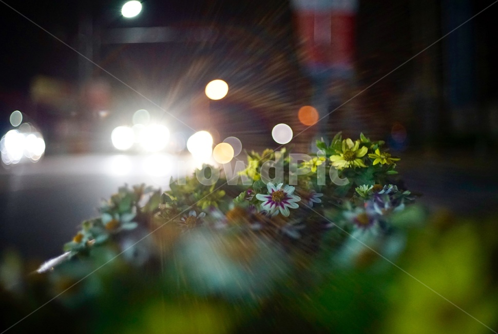 꽃,빛,자연,감성,emotion,night,야간,밤,야경,밤,풍경,nightscape,night,landscape,식물,자연,plants,nature,꽃,flower,lighting,조명,plant,flare,플레어,light