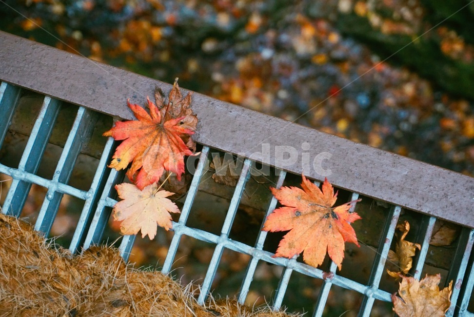 단풍,주왕산,가을,나무,단풍잎,가을,계절,fall,autumn,season,plant,식물,leaf,잎,tree,maple,maple leaf