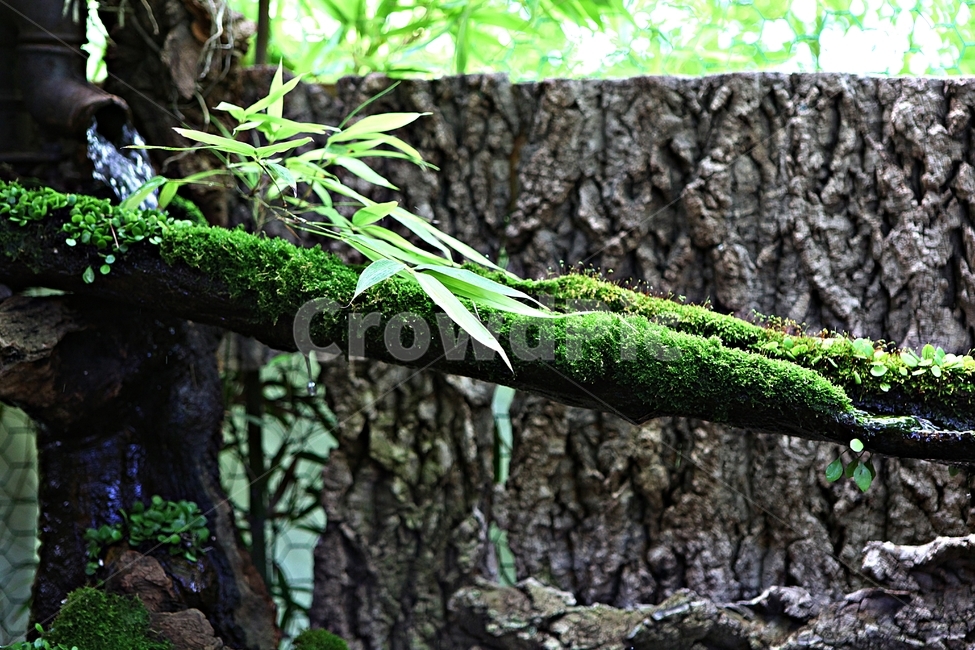이끼,생태,식물,새순,자연,식물,자연,plants,nature