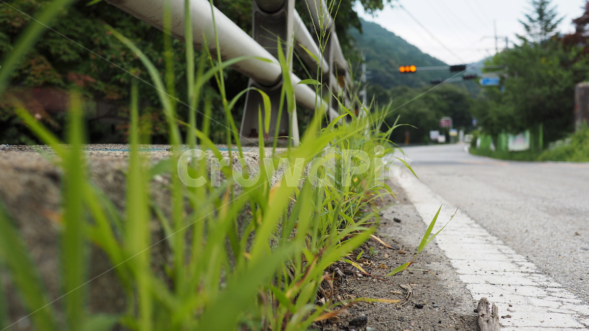 시멘트블럭,식물,도로,plant,그린