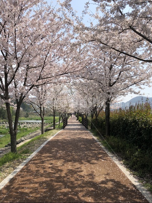 plant,식물,꽃,flower,blossom,벚꽃터널