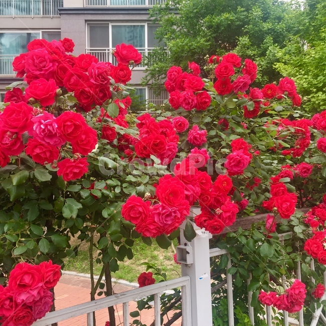 꽃,blossom,식물,장미,꽃밭,flower,꽃,flower