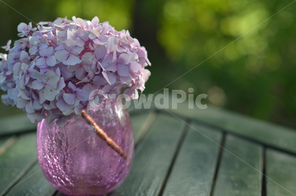 자연,꽃,nature,beauty,flora,closeup,beautiful,spring,bloom