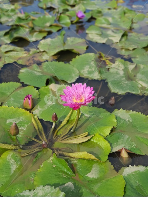 식물,plant,꽃,flower,lily,연꽃,식물,자연,plants,nature,꽃,flower