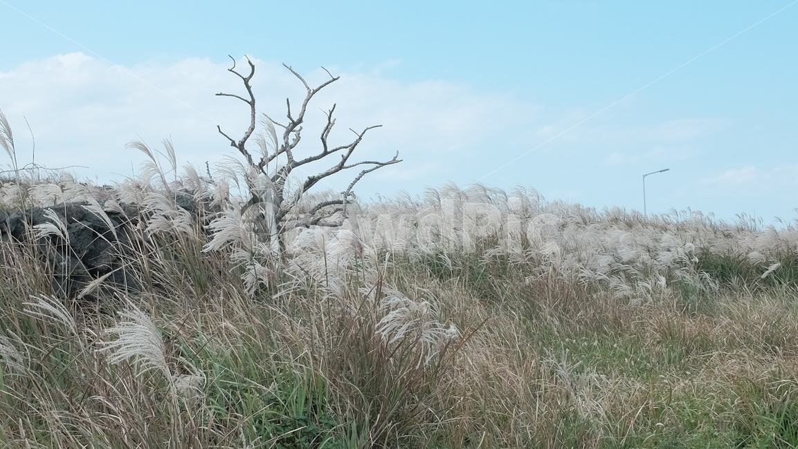 제주도,제주올레길,갈대밭,갈대,하늘,구름,마른나무,tree,reed,sky,자연,풍경,nature,landscape,grass,잔디,plant,식물,lawn