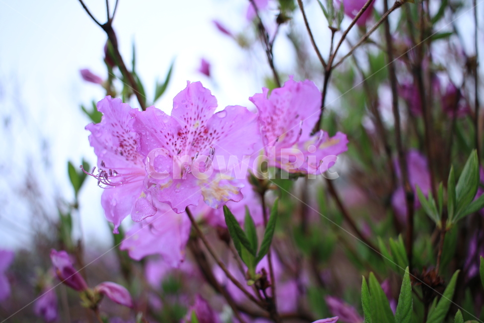 봄,비,봄비,철쭉,사라의기쁨,봄,계절,spring,season,식물,자연,plants,nature,꽃,flower,geranium,제라늄,blossom,plant