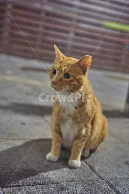 고양이,야옹이,길고양이,동물,먹이,배고픔,고양이밥,개냥이,동물,animal,포유류,mammal,고양이,cat,kitten,kitty