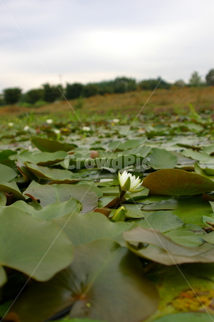 경주,풍경,자연,야외,옥외,가을,plant,식물,꽃,연꽃,연잎,식물,자연,plants,nature,꽃,flower