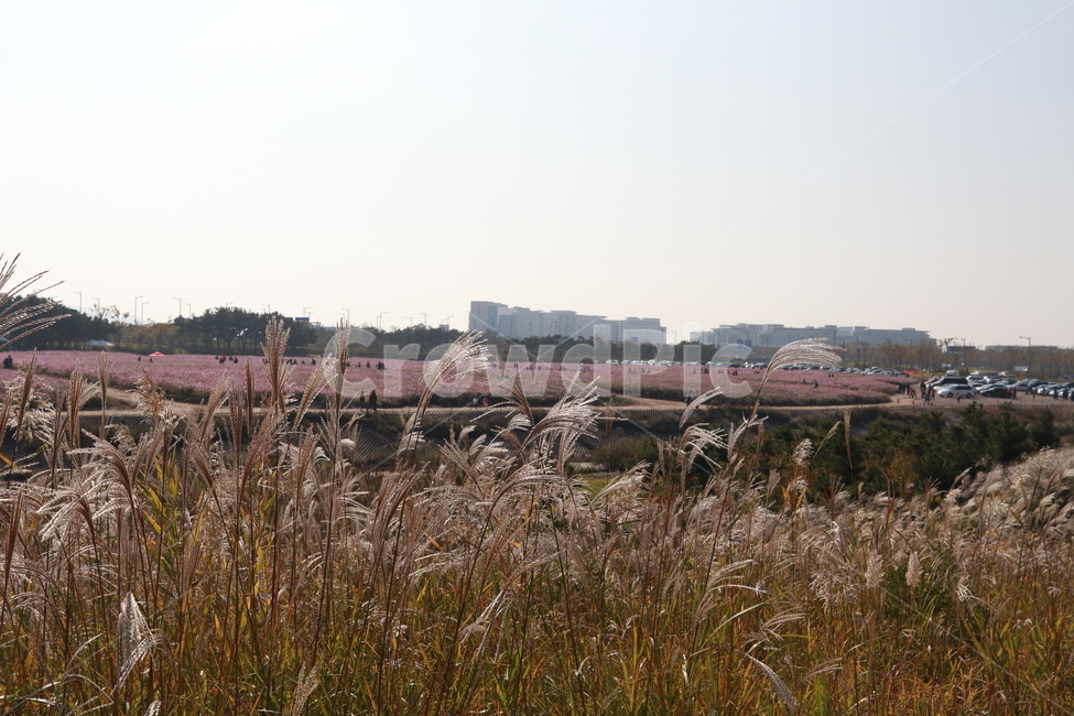 하늘정원,코스모스,공원,풍경,갈대,힐링,자연,풍경,nature,landscape,grass,잔디,plant,식물,lawn,reed