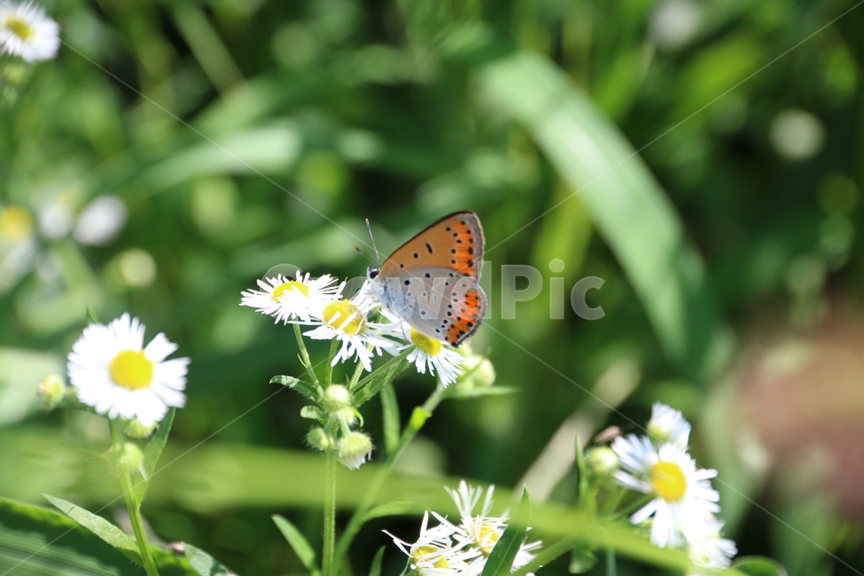 나비,자연,곤충,insect,식물,butterfly,풀,꽃,동물