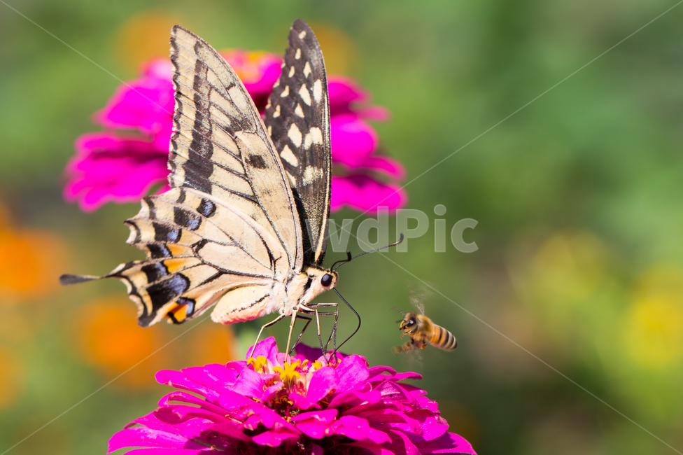 곤충,호랑나비,자연,백일홍,꿀,bee,꿀벌,식물,자연,plants,nature,꽃,flower,곤충,벌레,insect,bug