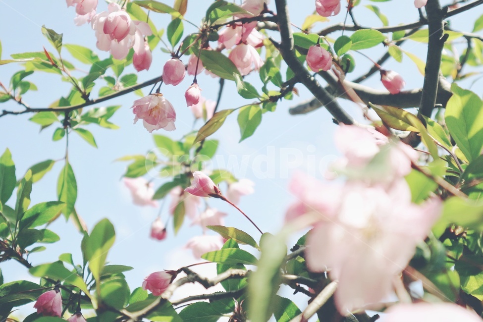꽃,봄,수사해당화,flower,spring,봄,계절,spring,season,식물,자연,plants,nature,꽃,flower,감성,sensible,feeling,plant