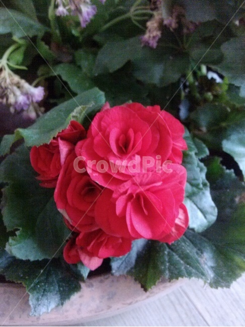 꽃,빨간색,자연,봄,화사한,식물,자연,plants,nature,꽃,flower