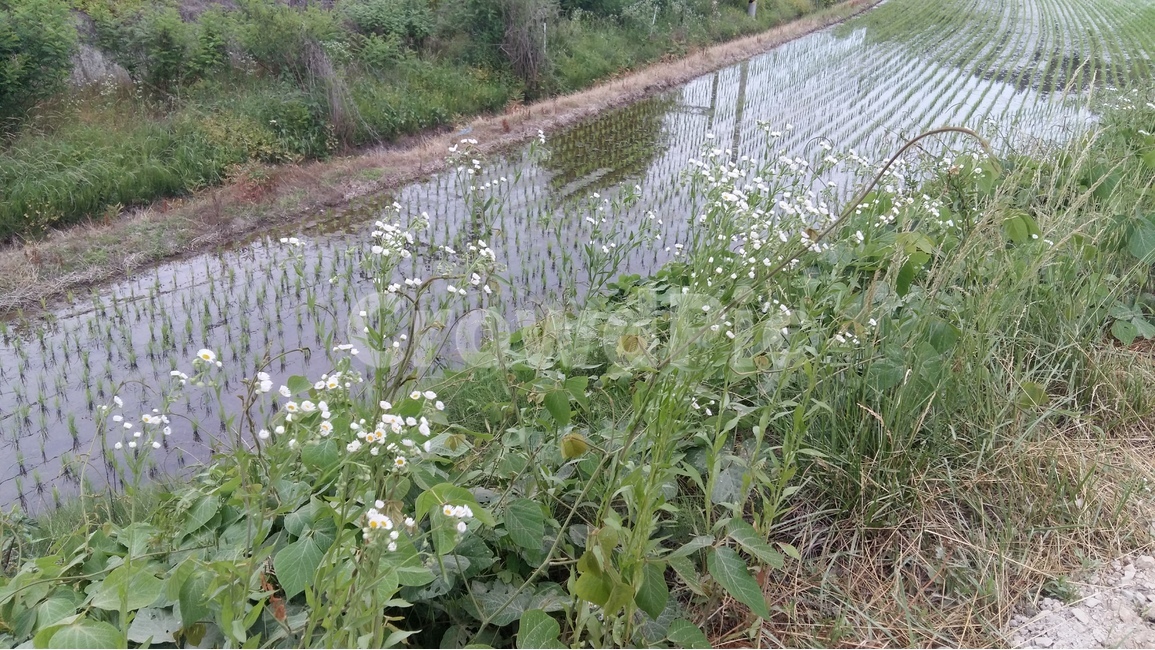꽃,논,시골길,나무,산책길,시골,마을,풍경,landscape,country,rural,town,산업,industry,industrial,농업,농사,agriculture,farming,farming industry