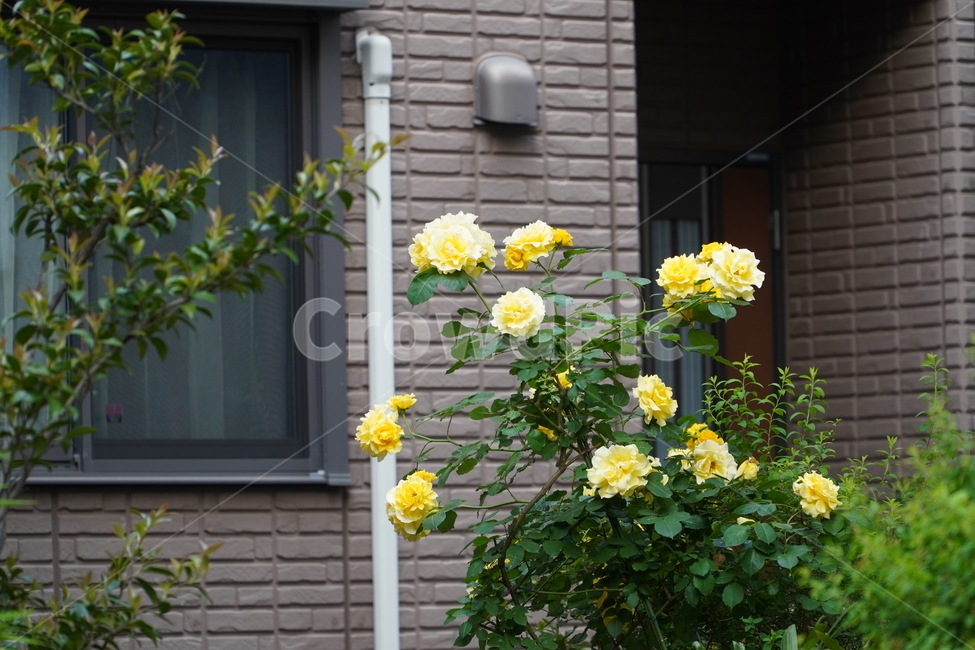 노란장미,장미,rose,동네,화단