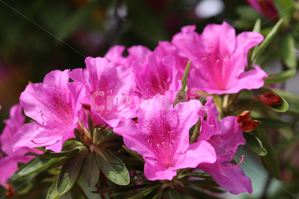 철쭉,보라색,봄,꽃길,꽃,봄,계절,spring,season,식물,자연,plants,nature,꽃,flower,plant,blossom,geranium,제라늄