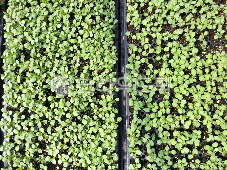 모종,새싹,참깨,참깨모종,비닐하우스,재배,농촌,시골,농산물,농업,plant,식물,자연,outdoors,옥외,참깨새싹,백그라운드,패턴,무늬,배경,봄