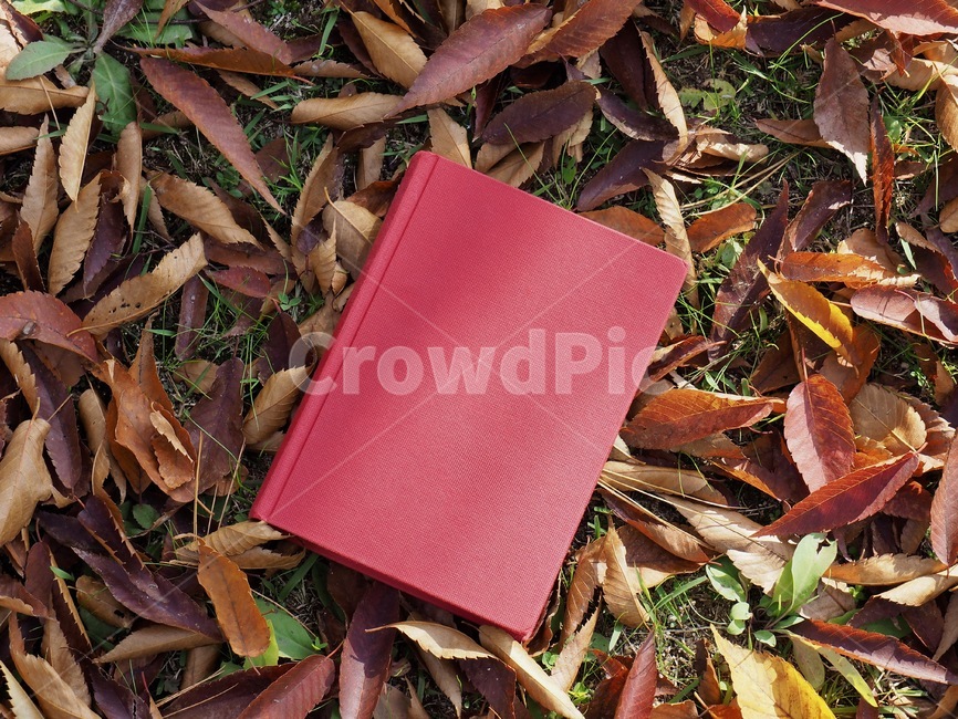 책,낙엽,단풍,잎,배경,도서,가을,빨간,자연,빨강색책,독서,book,deciduous,maple,leaf,background,books,autumn,red,nature,redbook,reading,가을,계절,fall,autumn,season,학용품,문구류,사무용품,school supplies,stationery,office supplies,plant,식물,ground,바닥