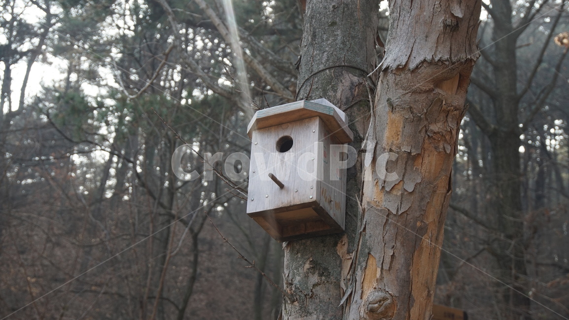 자연,새집,새,집,산,bird,house,home,nest,둥지,forest,숲,mountain,나무,tree,자연,풍경,nature,landscape,plant,식물
