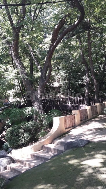 절,여름,길,그늘,더위,자연,풍경,nature,landscape,tree,나무,plant,식물,flagstone,판석