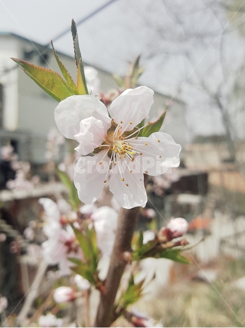 봄꽃,앵두나무,koreancherry,앵두꽃,식물,나무
